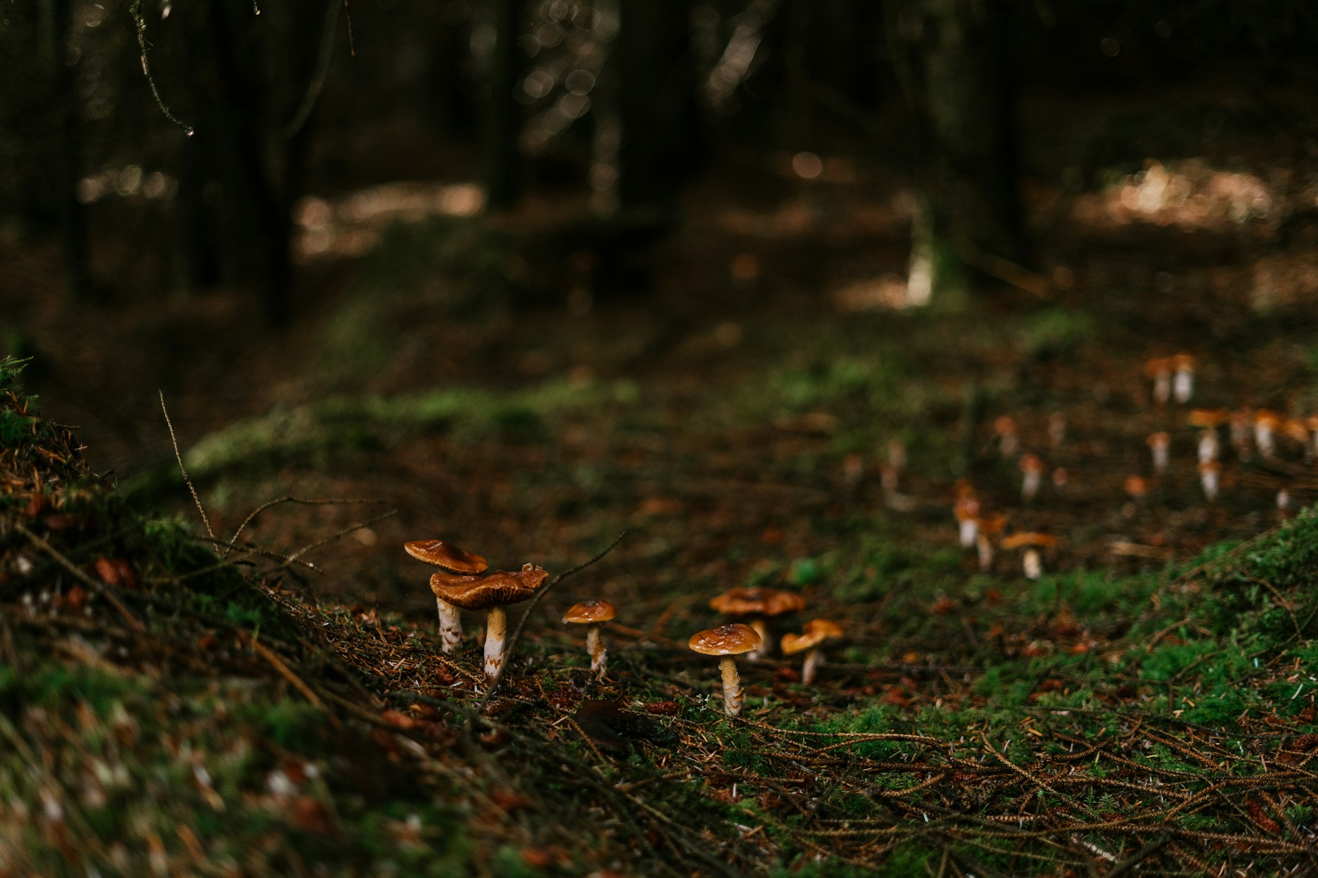 Featured image for “Preparing for Your Psilocybin Journey: What to Know Before You Begin”