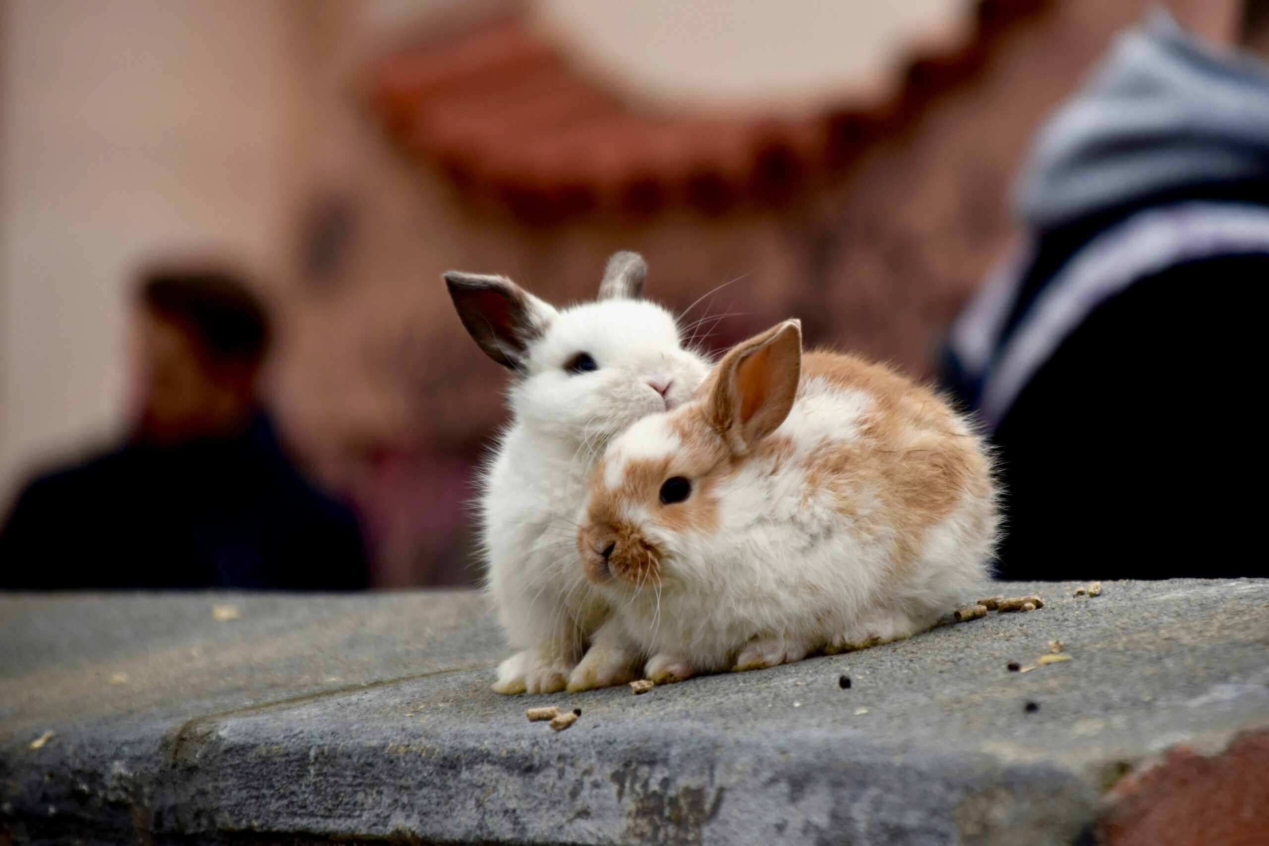 Featured image for “Holding Space After the Journey: A Gentle Guide for Friends and Loved Ones”